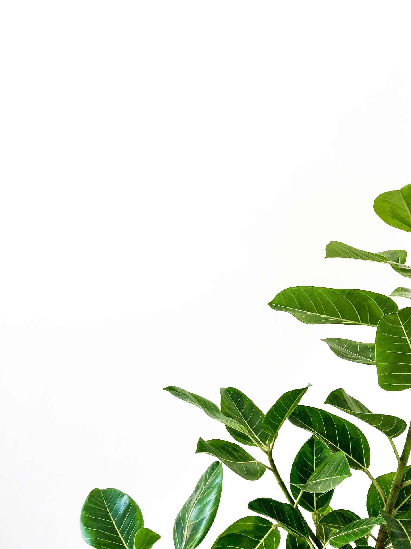 Hojas verdes simbolizando crecimiento espiritual